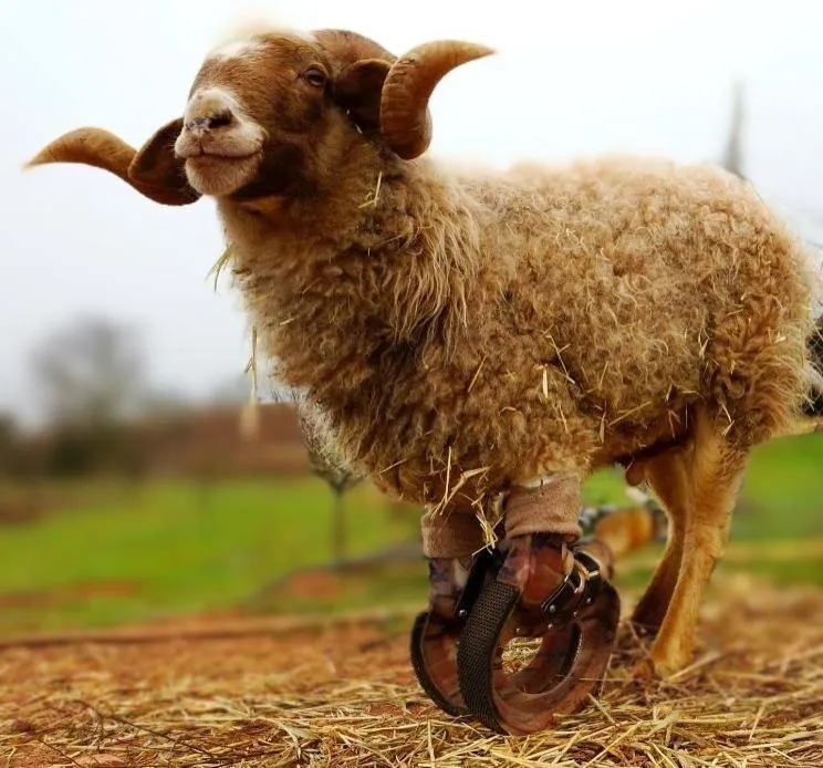 Farm Animal Able-Bodied Prosthetic for Deformities