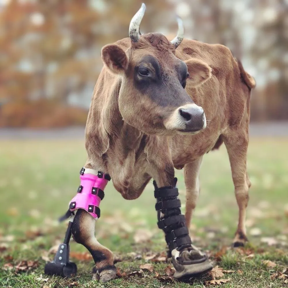 Farm Animal Able-Bodied Prosthetic for Deformities