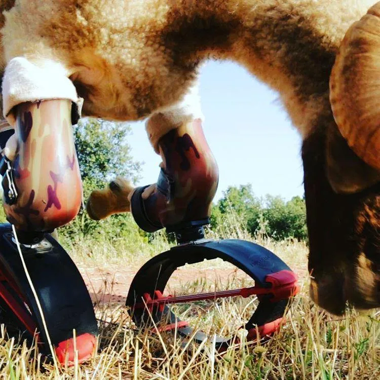 Farm Animal Able-Bodied Prosthetic for Deformities