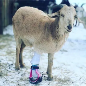 Farm Animal Custom Full Leg Prosthetic