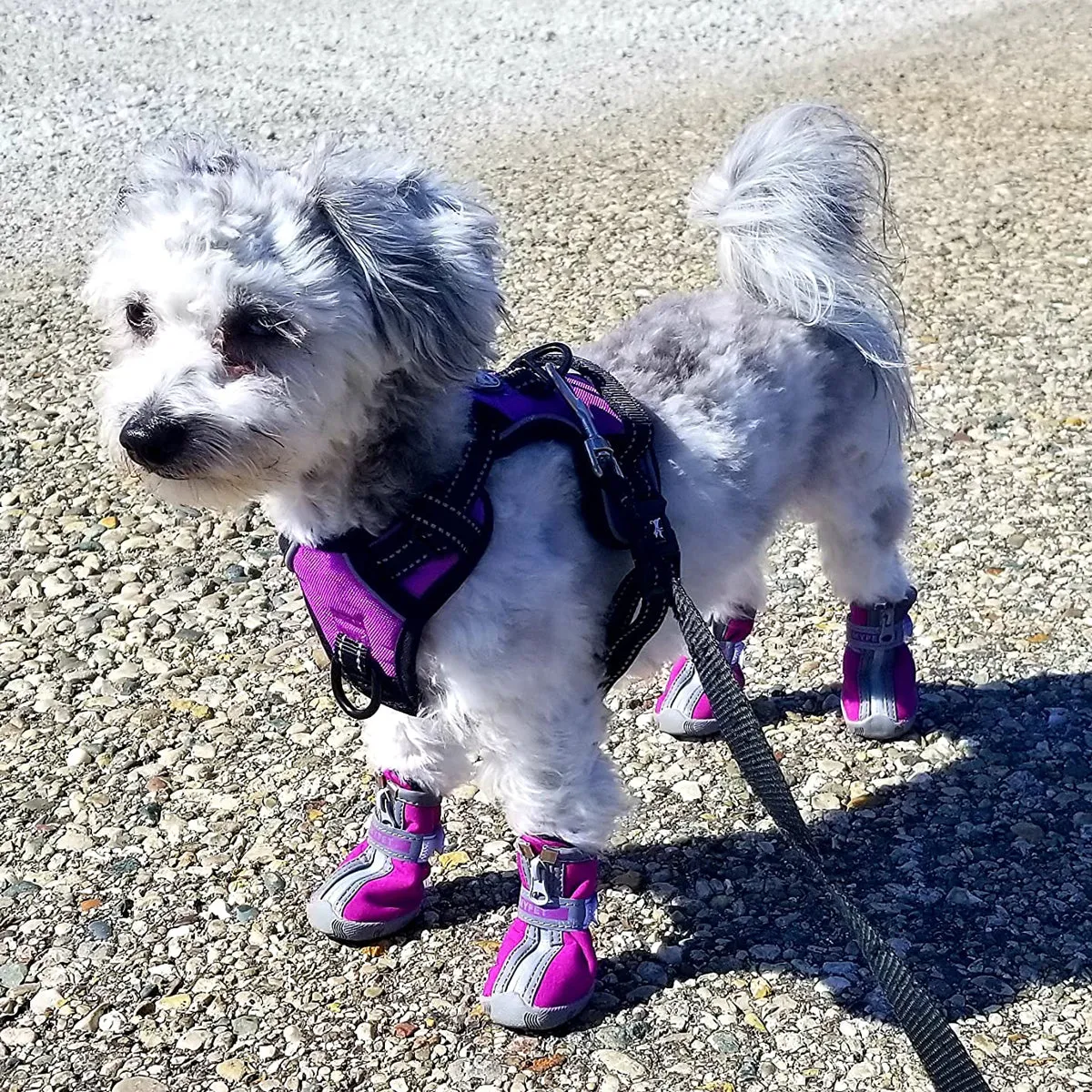 QUMY Small Breed Dog Boots